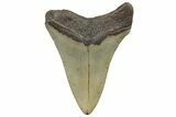 Serrated, Fossil Megalodon Tooth - North Carolina #298908-1